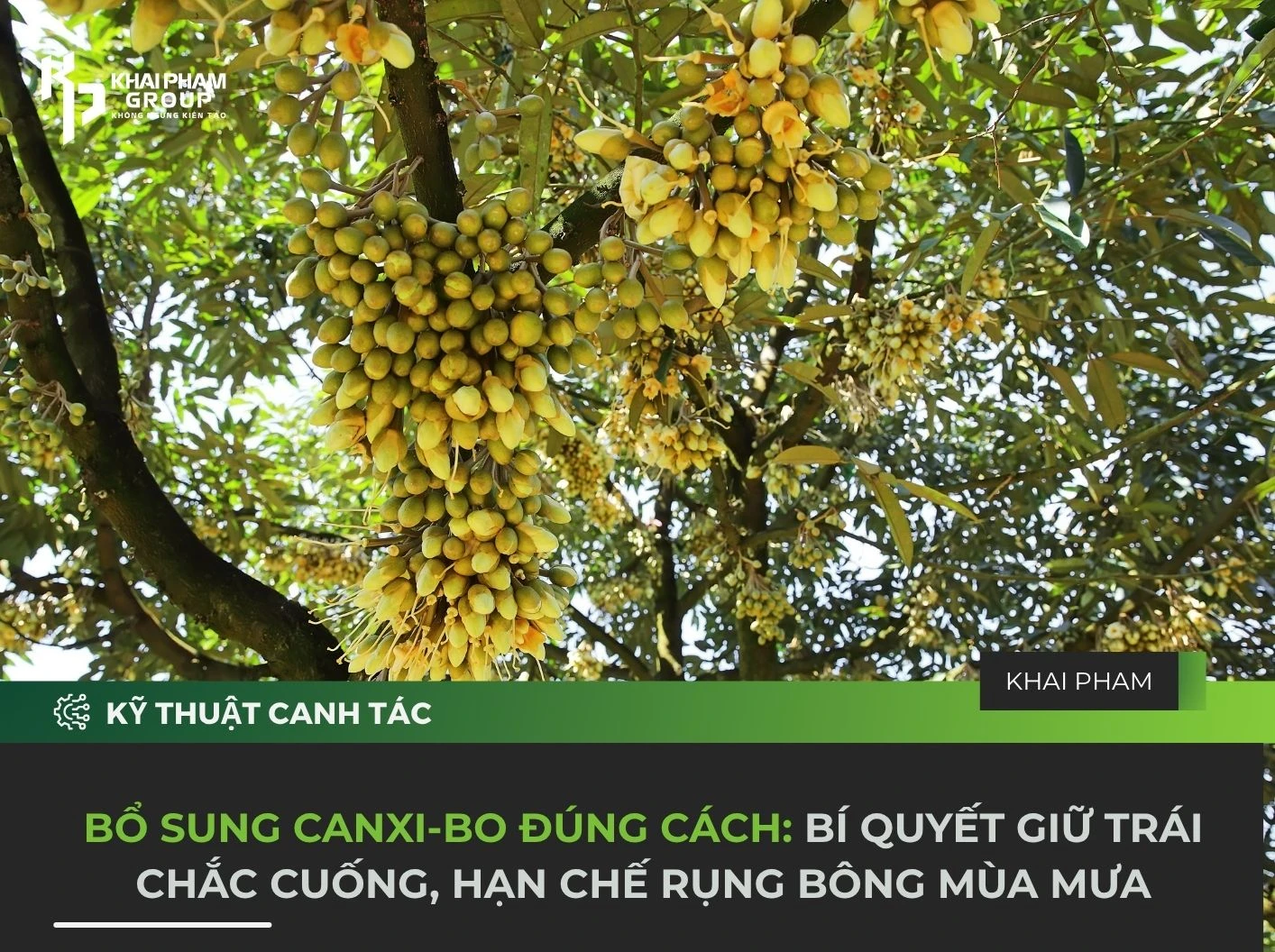 BỔ SUNG CANXI-BO ĐÚNG CÁCH: BÍ QUYẾT GIỮ TRÁI CHẮC CUỐNG, HẠN CHẾ RỤNG BÔNG MÙA MƯA