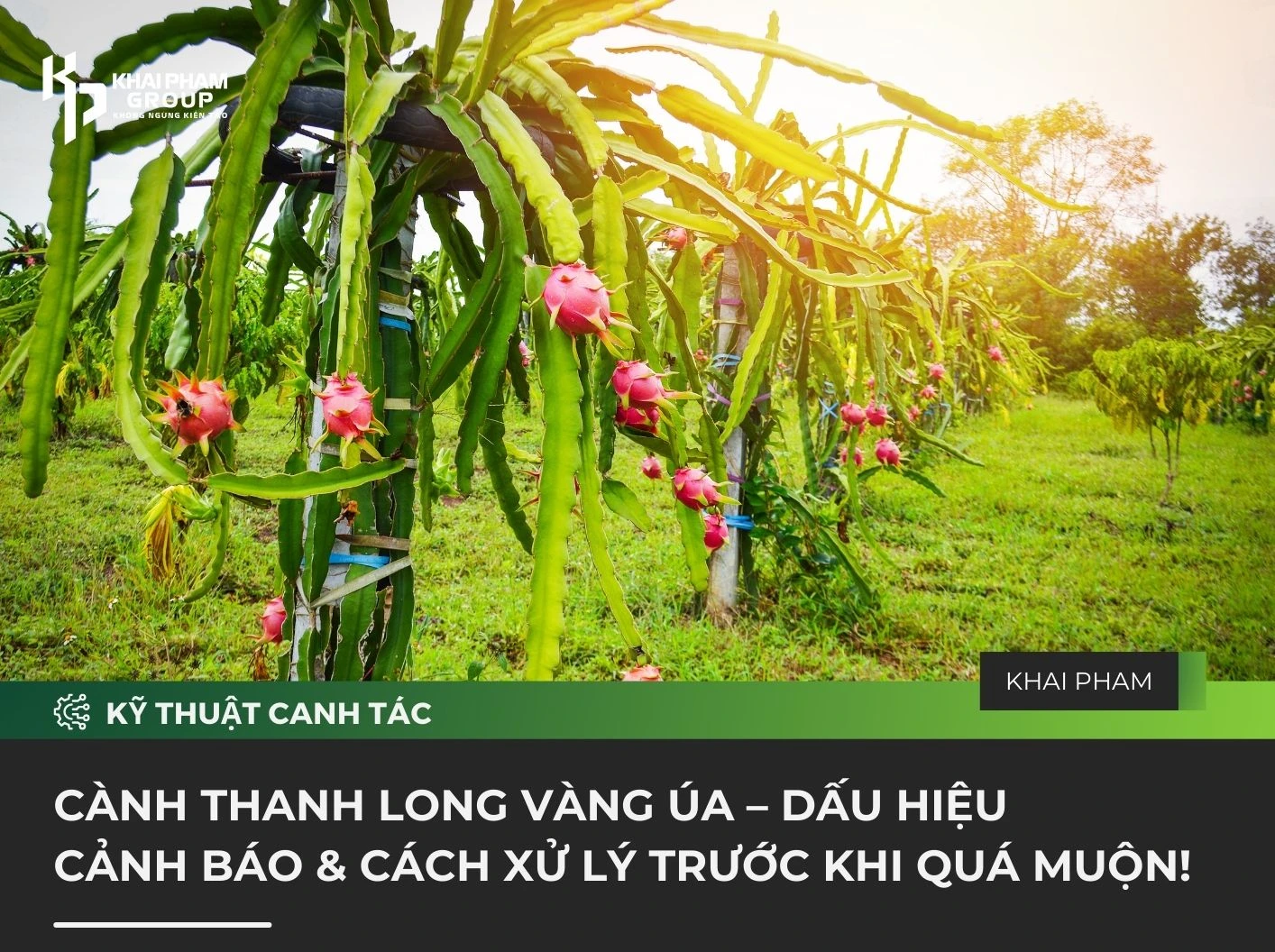 CÀNH THANH LONG VÀNG ÚA – DẤU HIỆU CẢNH BÁO & CÁCH XỬ LÝ TRƯỚC KHI QUÁ MUỘN!