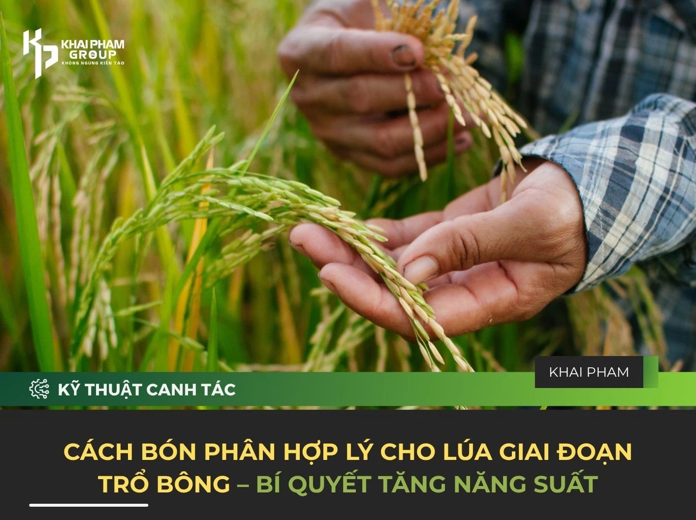 CÁCH BÓN PHÂN HỢP LÝ CHO LÚA GIAI ĐOẠN TRỔ BÔNG – BÍ QUYẾT TĂNG NĂNG SUẤT
