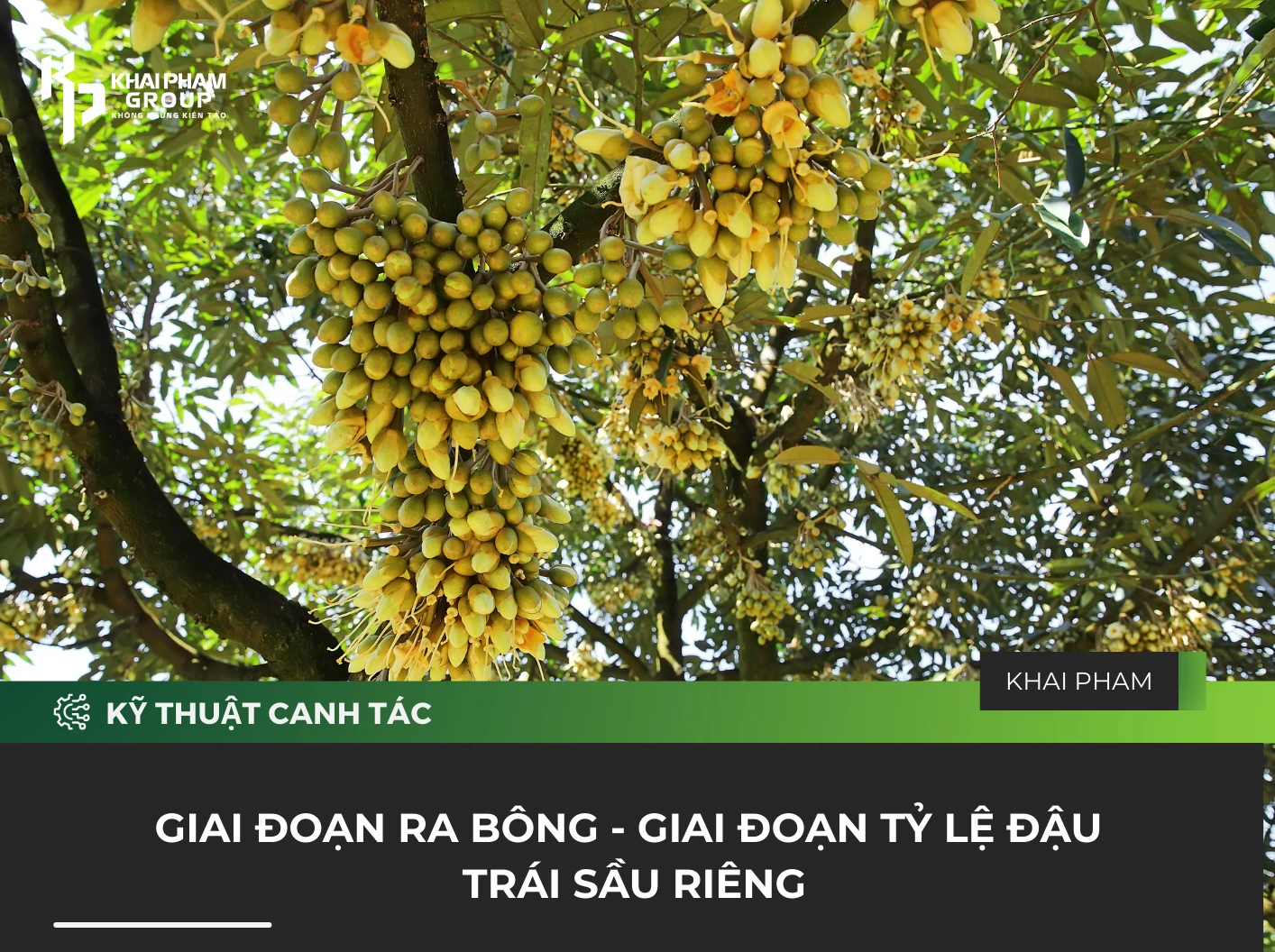 GIAI ĐOẠN RA BÔNG - GIAI ĐOẠN TỶ LỆ ĐẬU TRÁI SẦU RIÊNG