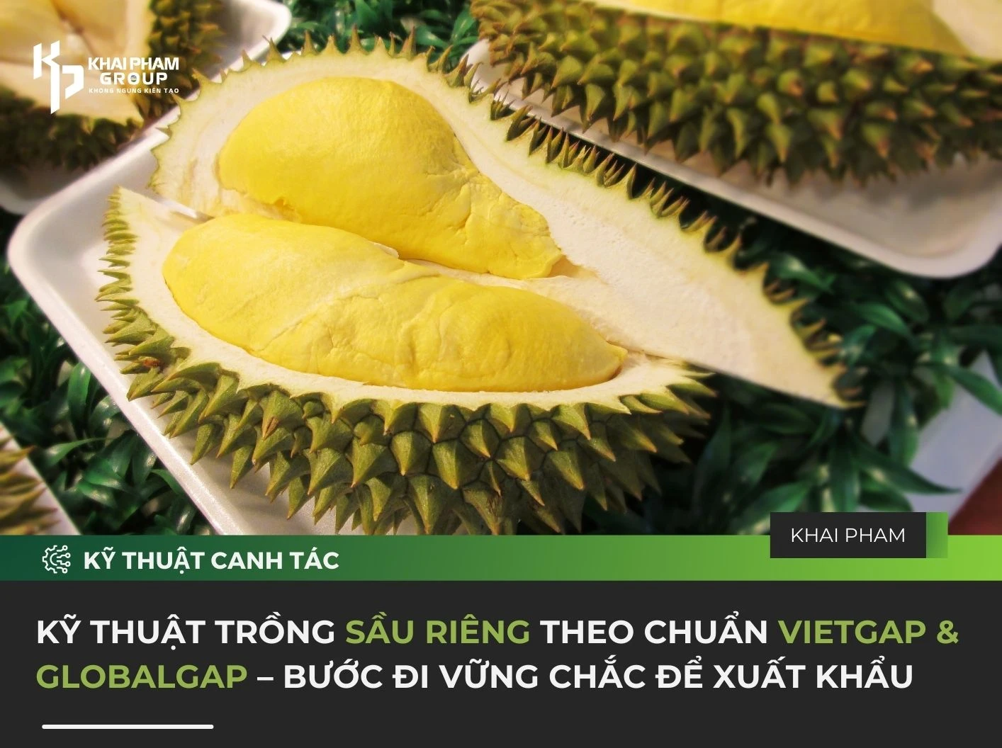 KỸ THUẬT TRỒNG SẦU RIÊNG THEO CHUẨN VietGAP & GlobalGAP – BƯỚC ĐI VỮNG CHẮC ĐỂ XUẤT KHẨU