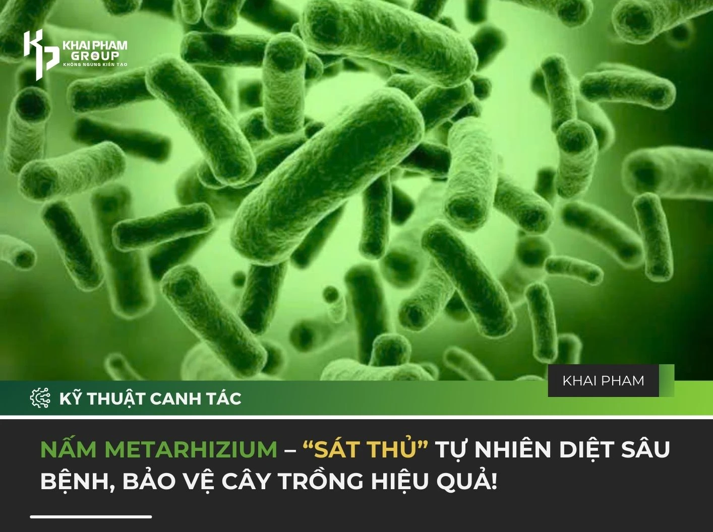 NẤM METARHIZIUM – “SÁT THỦ” TỰ NHIÊN DIỆT SÂU BỆNH, BẢ0 VỆ CÂY TRỒNG HIỆU QUẢ!