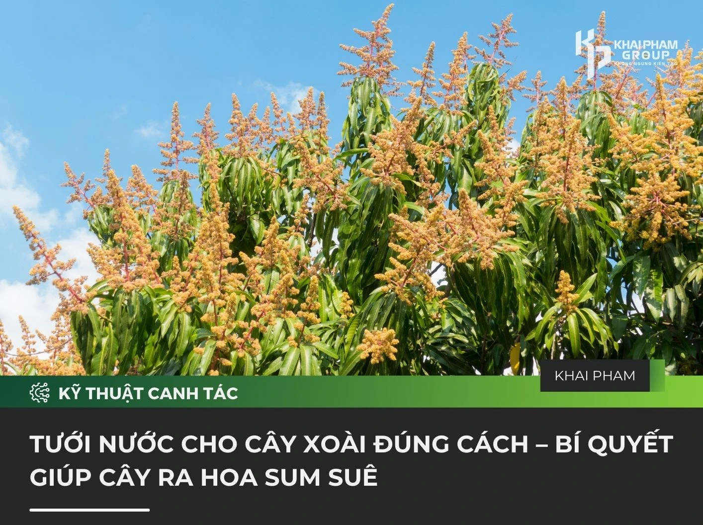 TƯỚI NƯỚC CHO CÂY XOÀI ĐÚNG CÁCH – BÍ QUYẾT GIÚP CÂY RA HOA SUM SUÊ