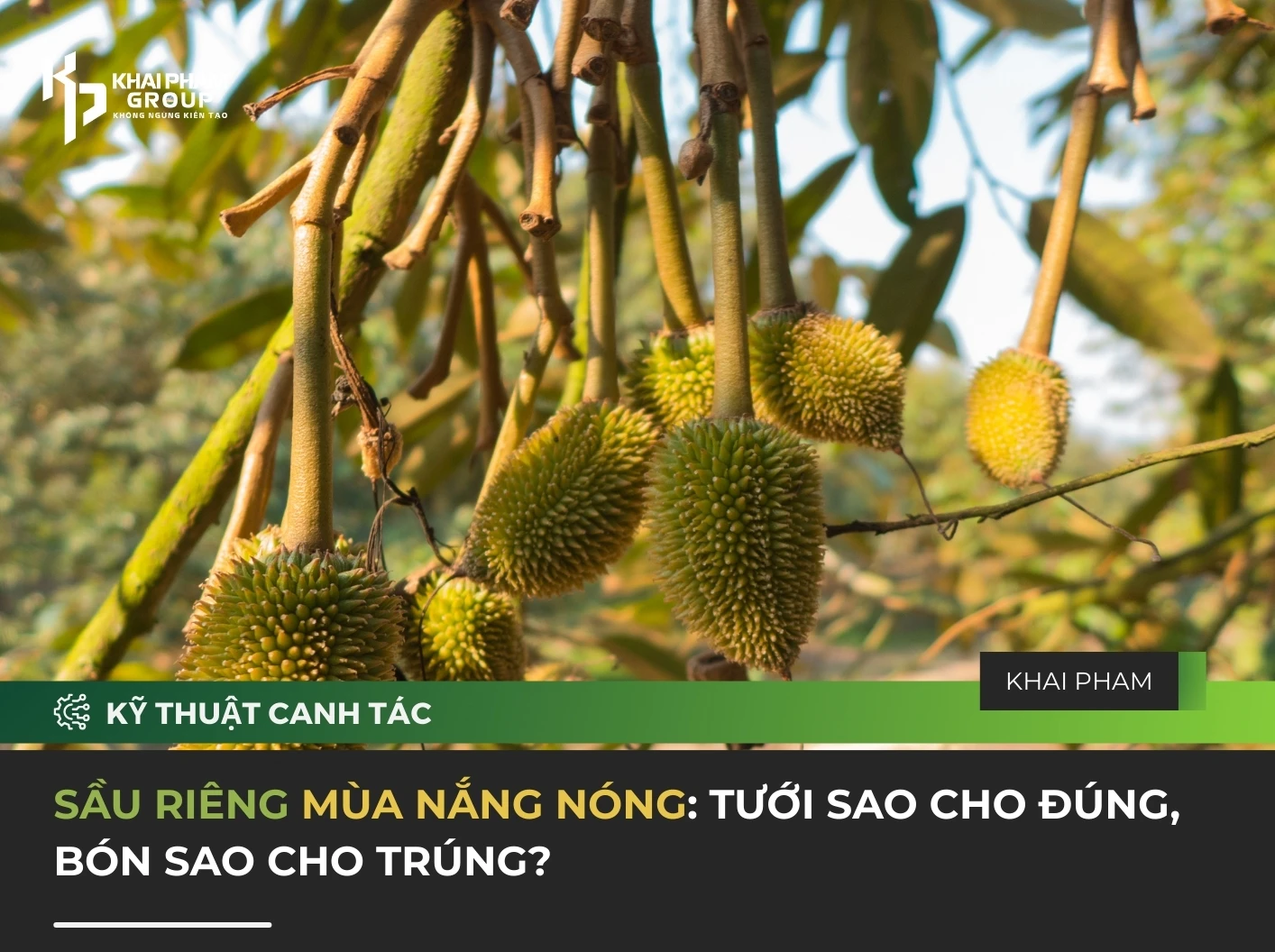 SẦU RIÊNG MÙA NẮNG NÓNG: TƯỚI SA0 CHO ĐÚNG, BÓN SAO CHO TRÚNG?