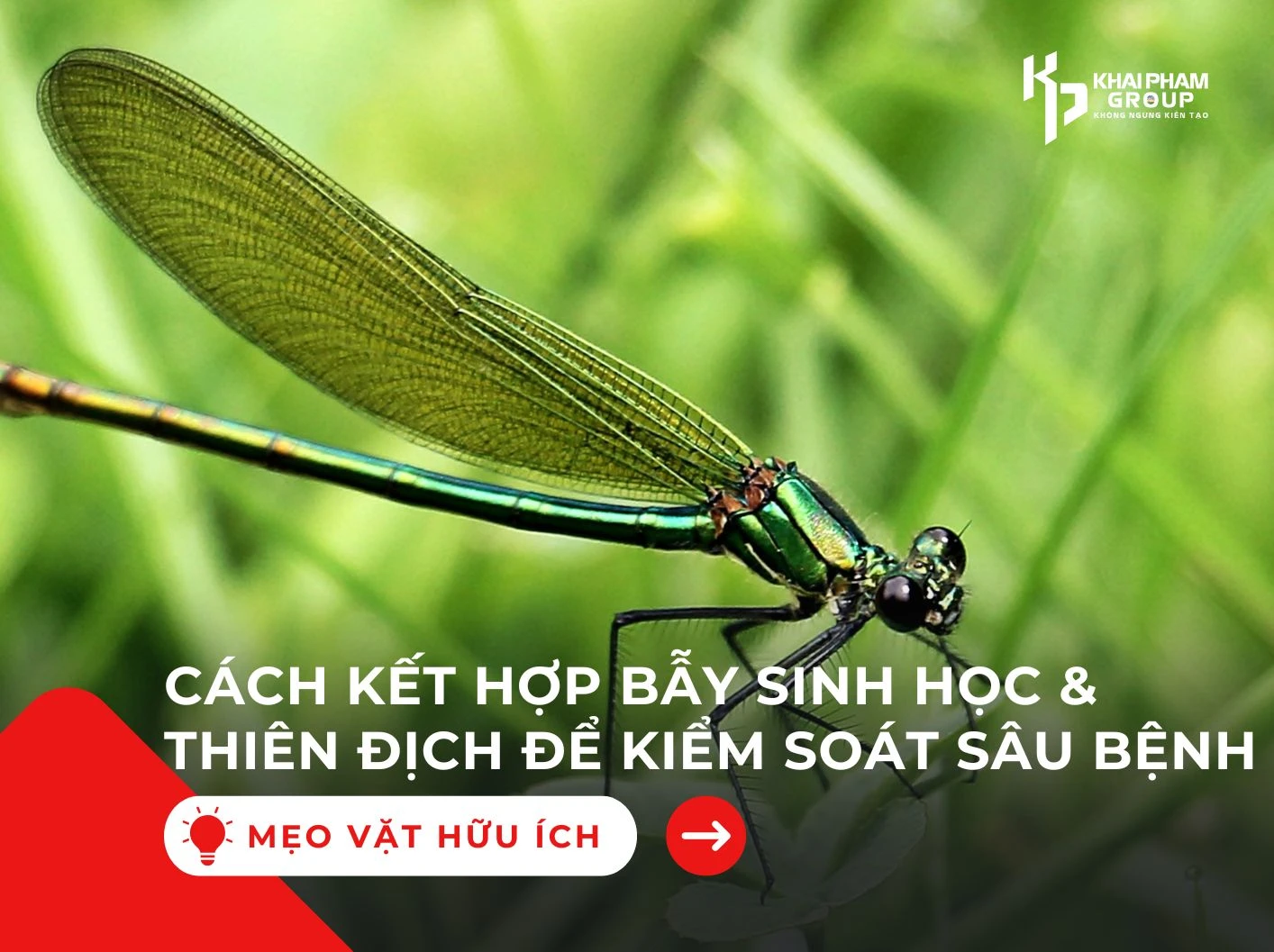 CÁCH KẾT HỢP BẪY SINH HỌC & THIÊN ĐỊCH ĐỂ KIỂM SOÁT SÂU BỆNH