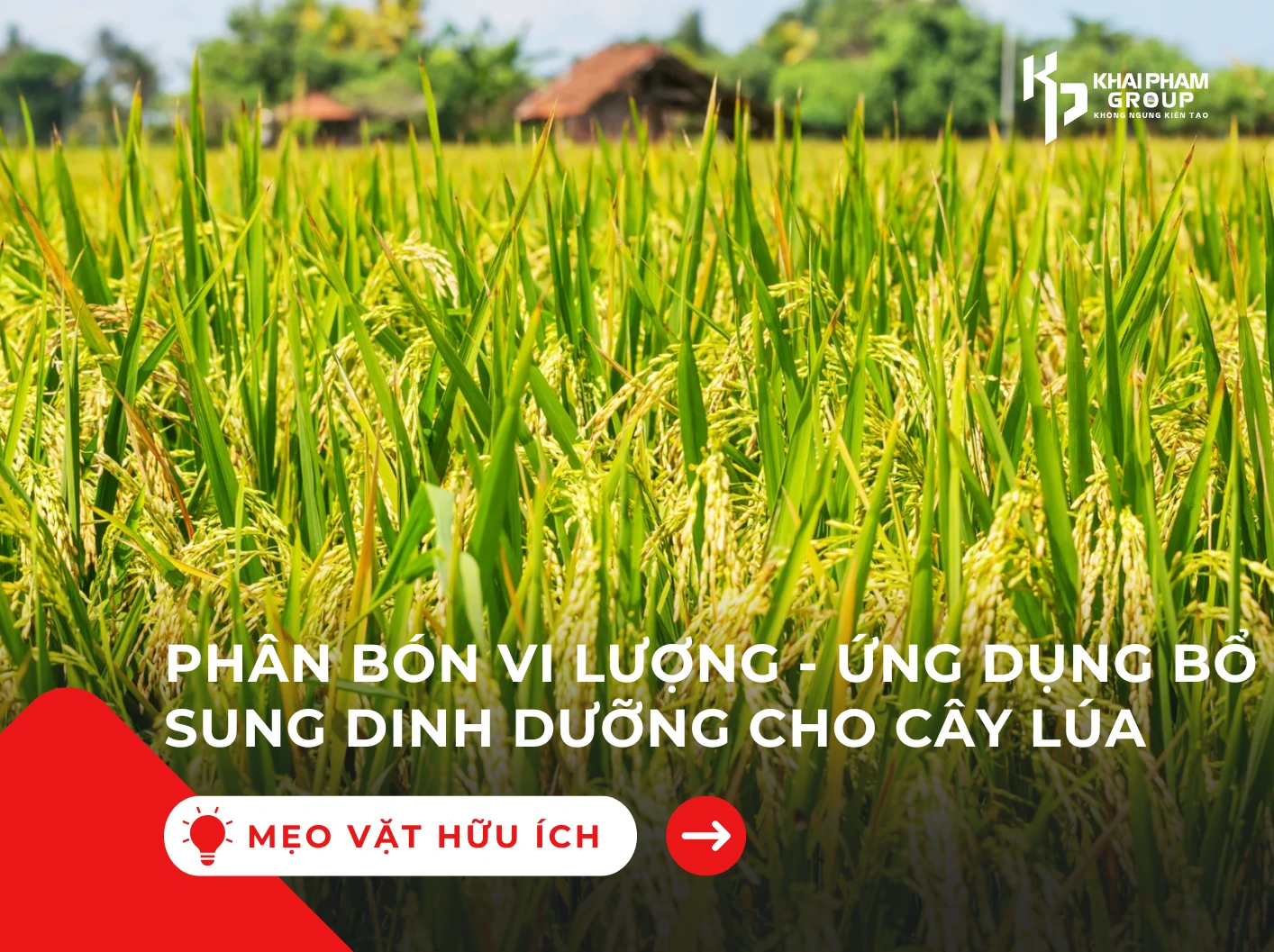 PHÂN BÓN VI LƯỢNG - ỨNG DỤNG BỔ SUNG DINH DƯỠNG CHO CÂY LÚA