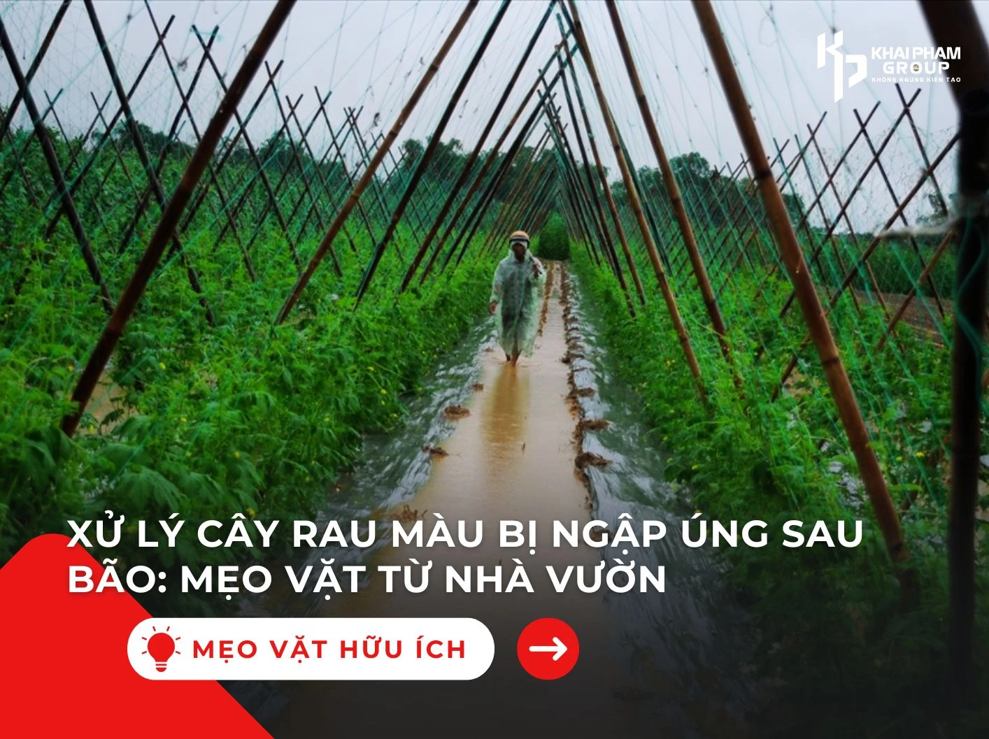 XỬ LÝ RUỘNG RAU MÀU SAU BÃO: MẸO VẶT TỪ NHÀ VƯỜN