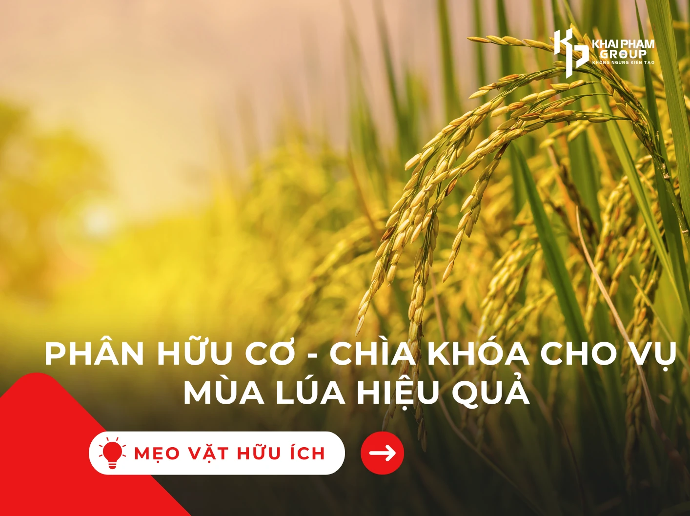 Phân hữu cơ – chìa khóa cho vụ mùa lúa hiệu quả