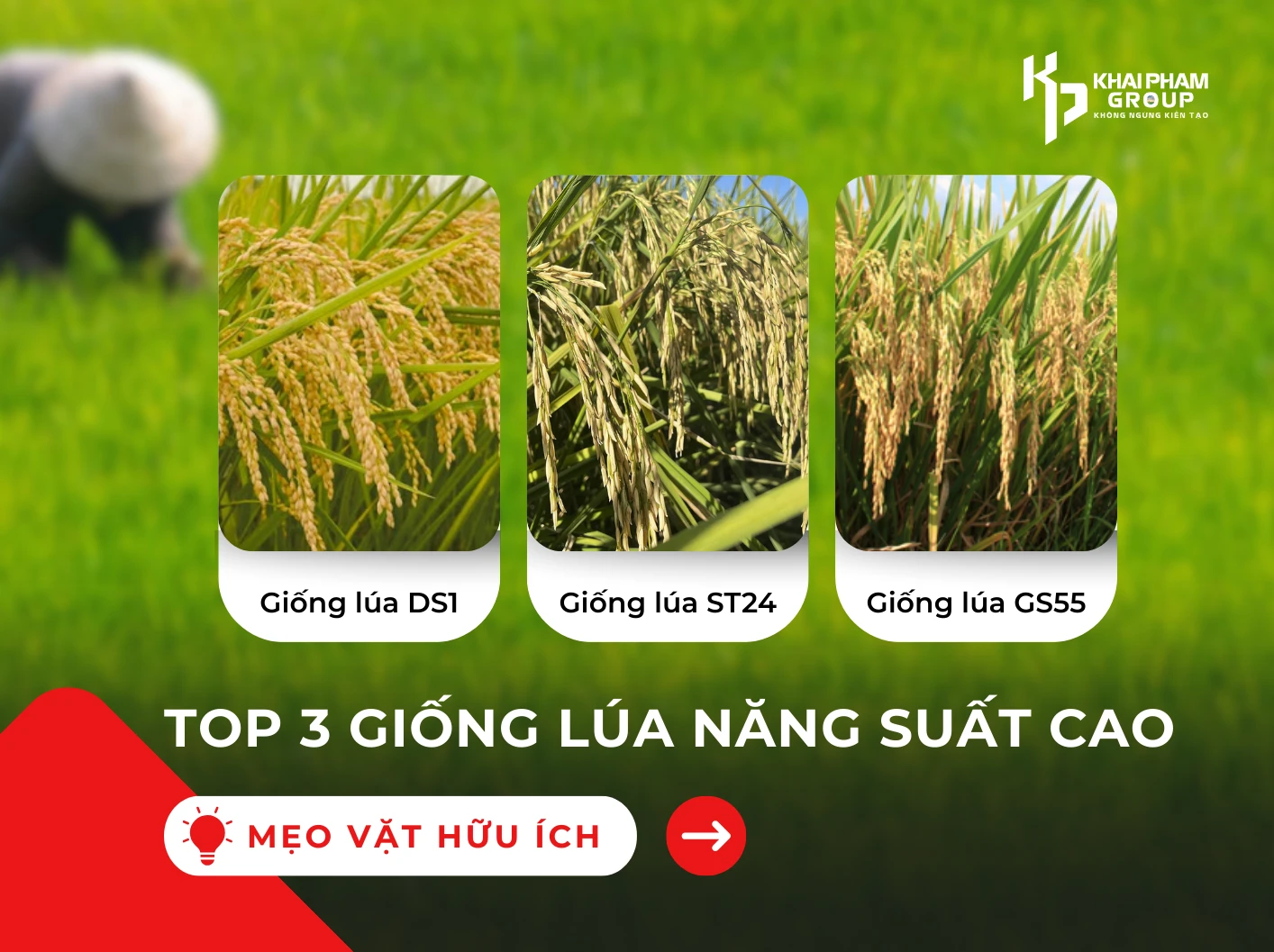 Lúa năng suất cao