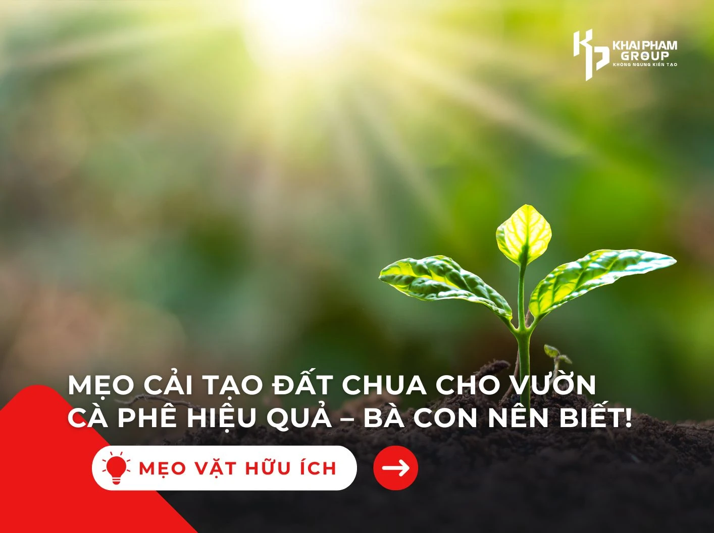 MẸO CẢI TẠO ĐẤT CHUA CHO VƯỜN CÀ PHÊ HIỆU QUẢ – BÀ CON NÊN BIẾT!