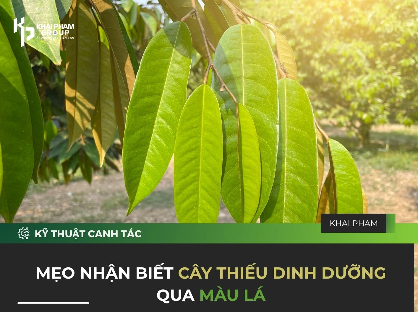 MẸO NHẬN BIẾT CÂY THIẾU DINH DƯỠNG QUA MÀU LÁ