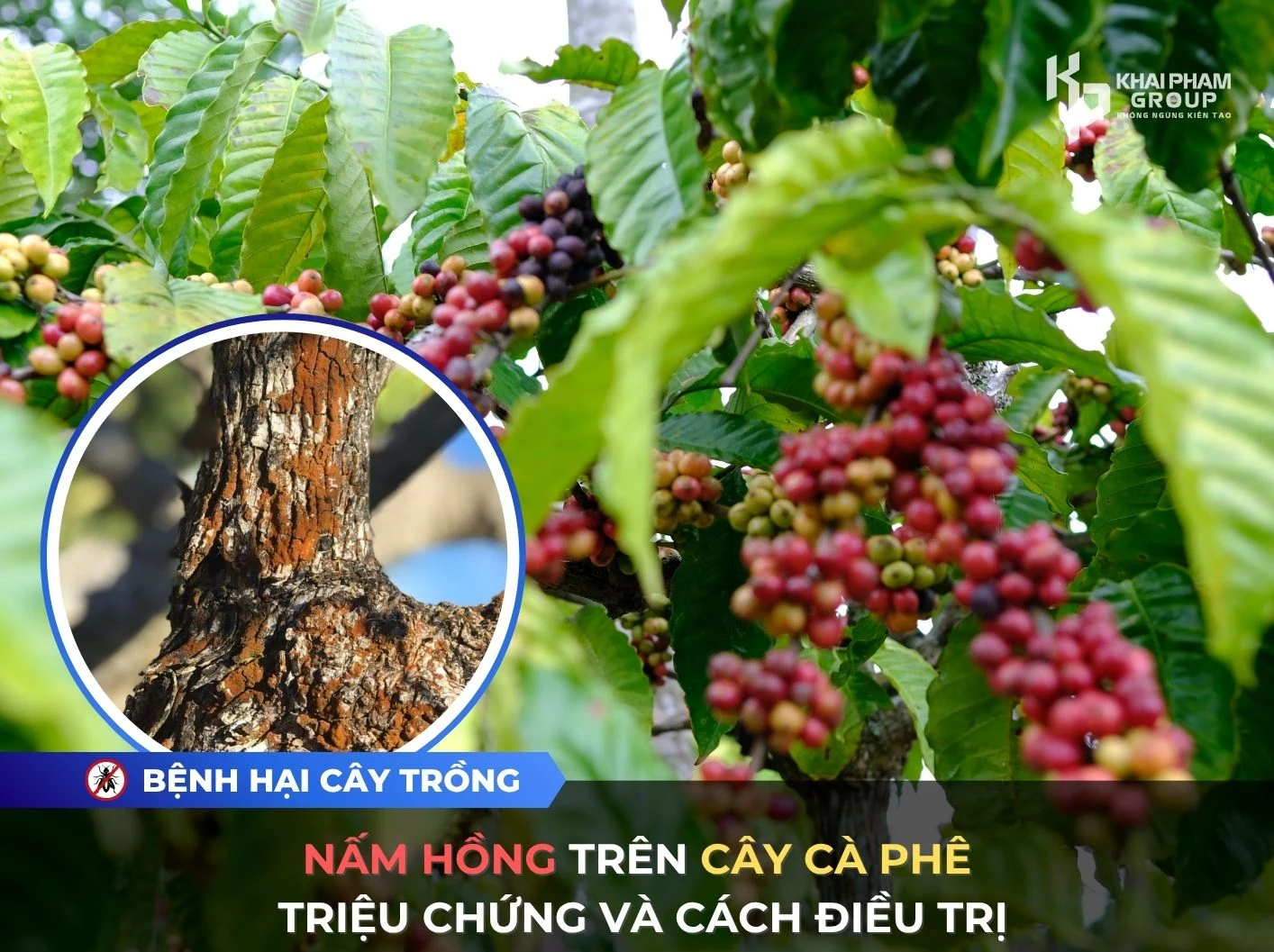 NẤM HỒNG TRÊN CÂY CÀ PHÊ: TRIỆU CHỨNG VÀ CÁCH ĐIỀU TRỊ