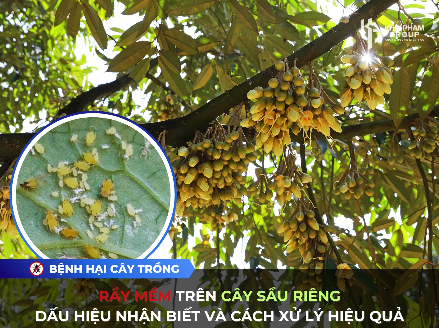 RẦY MỀM TRÊN CÂY SẦU RIÊNG: