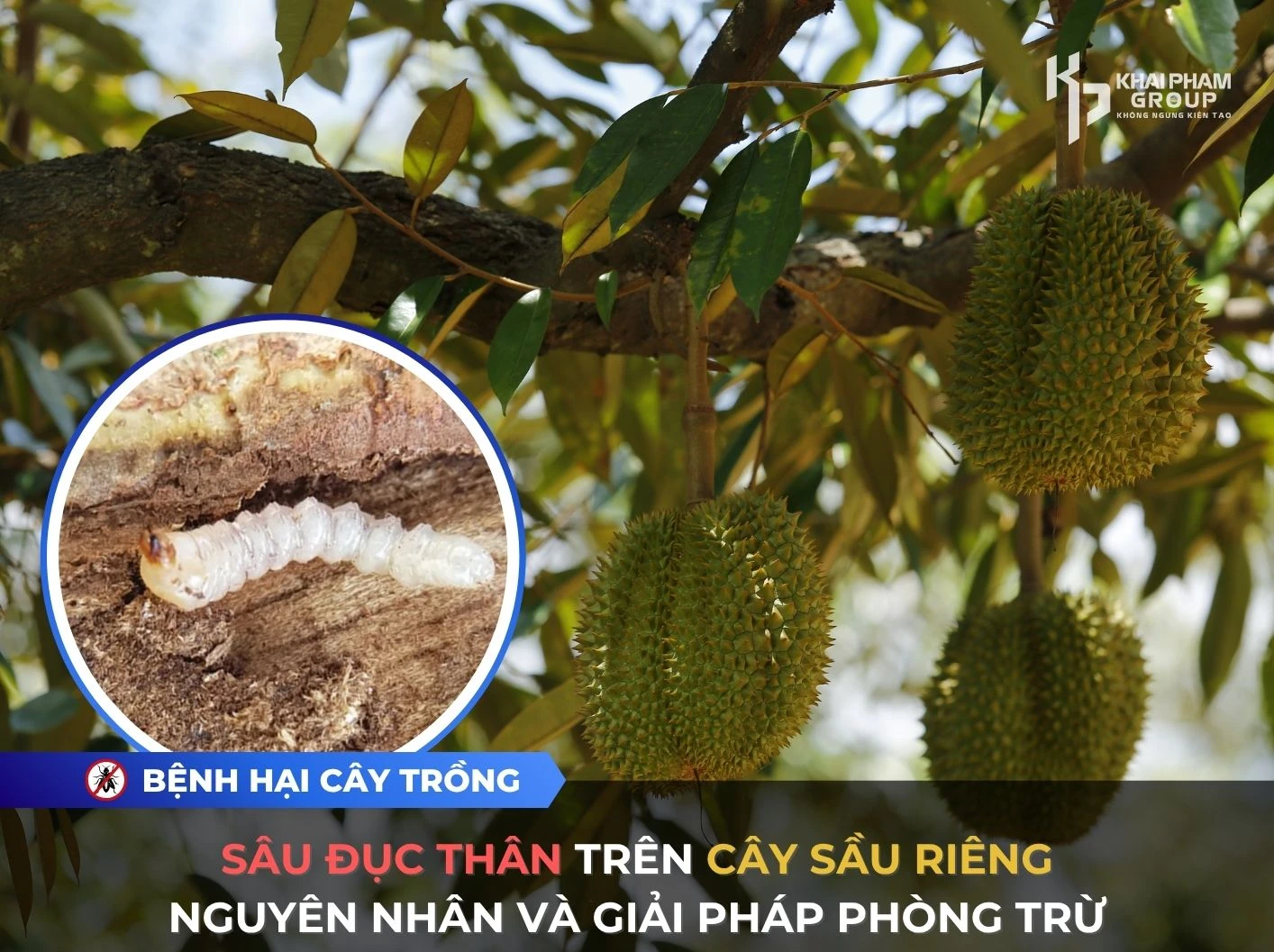 SÂU ĐỤC THÂN TRÊN CÂY SẦU RIÊNG: NGUYÊN NHÂN VÀ GIẢI PHÁP PHÒNG TRỪ