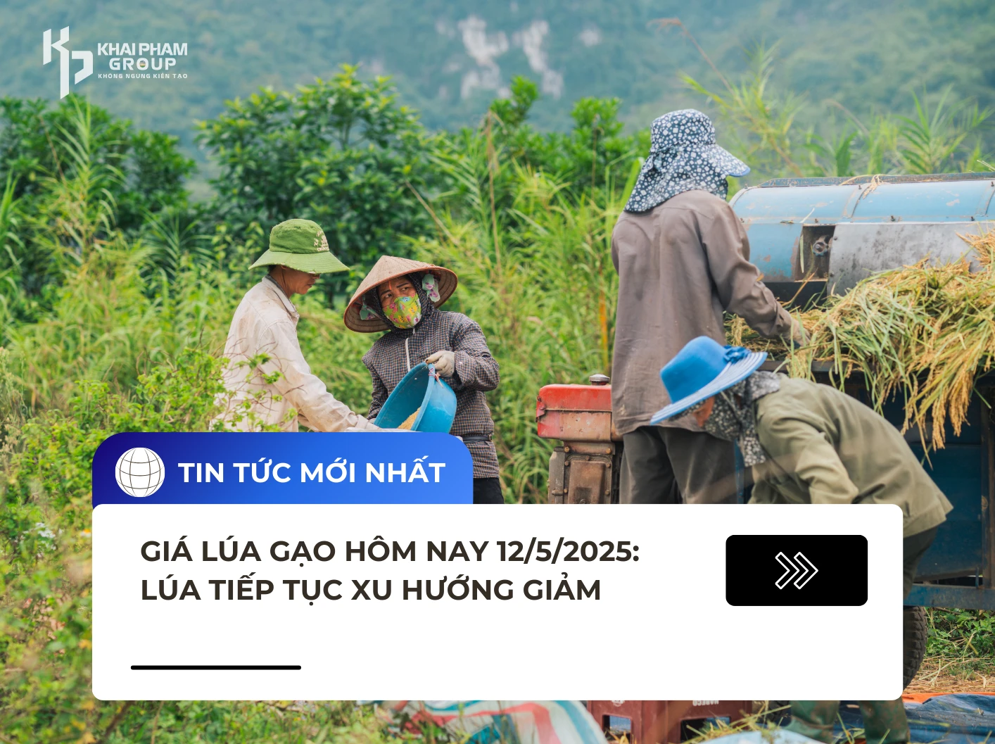 GIÁ LÚA HÔM NAY 12/5/2025