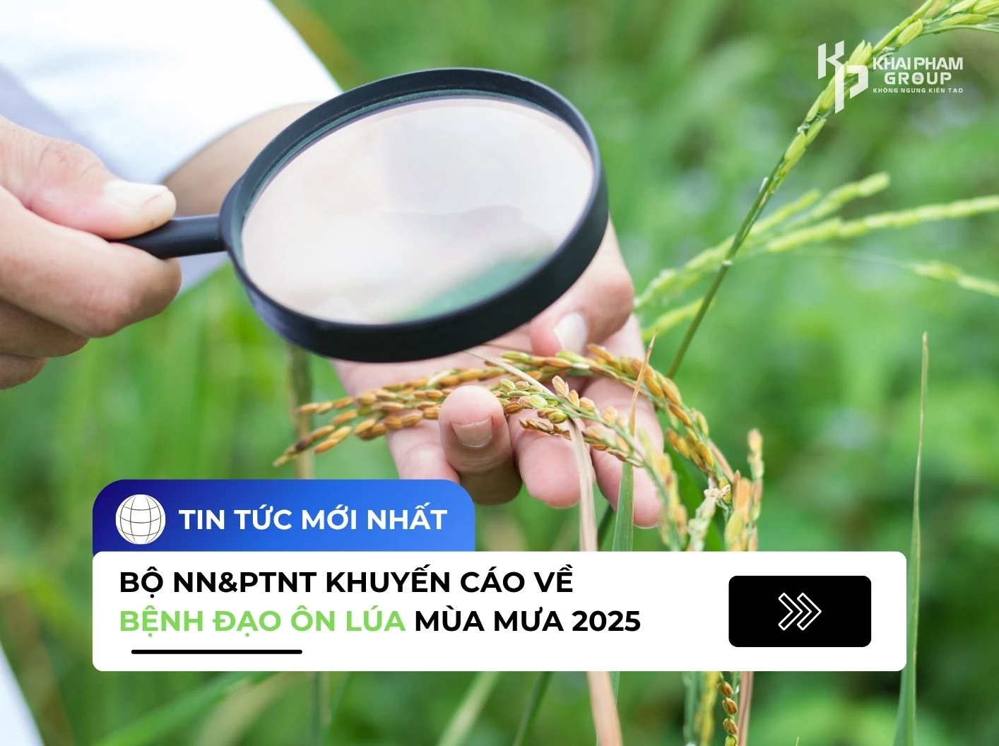 BỘ NN&PTNT KHUYẾN CÁO VỀ BỆNH ĐẠO ÔN LÚA MÙA MƯA 2025