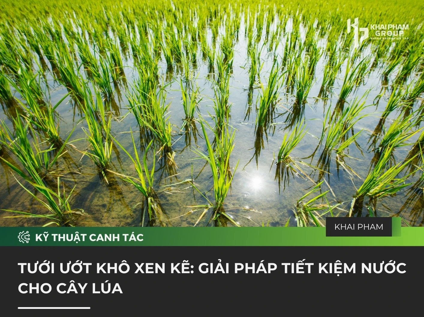 TƯỚI ƯỚT KHÔ XEN KẼ: GIẢI PHÁP TIẾT KIỆM NƯỚC CHO CÂY LÚA