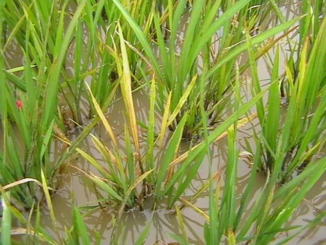 Bệnh lùn sọc đen phương Nam (RBSDV - Rice Black-Streaked Dwarf Virus)