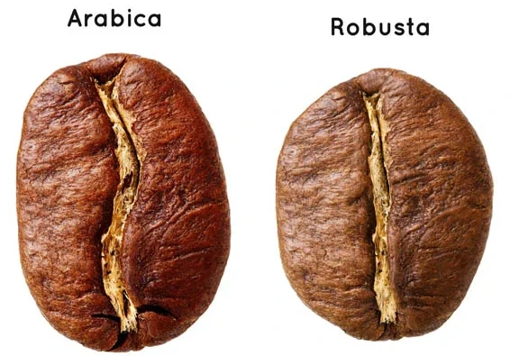 THỊ TRƯỜNG CÀ PHÊ ROBUSTA VÀ ARABICA