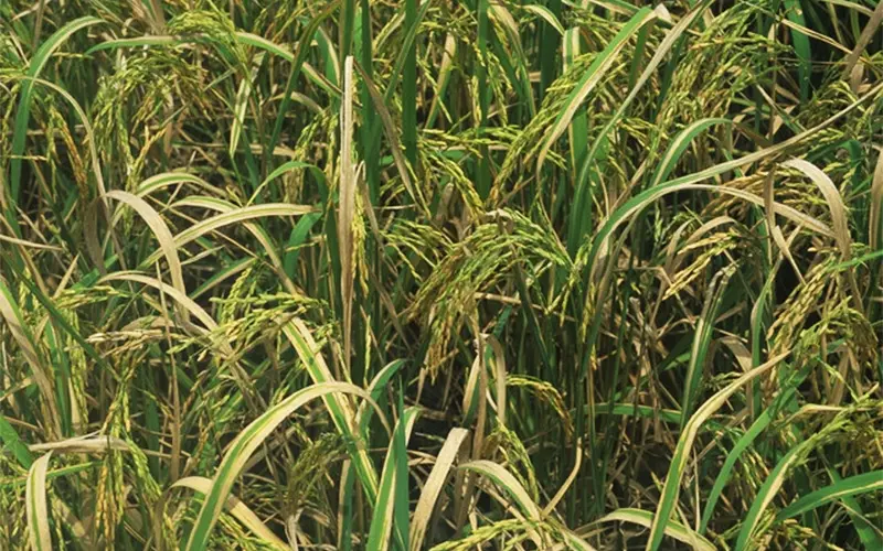 Bạc lá trên lúa