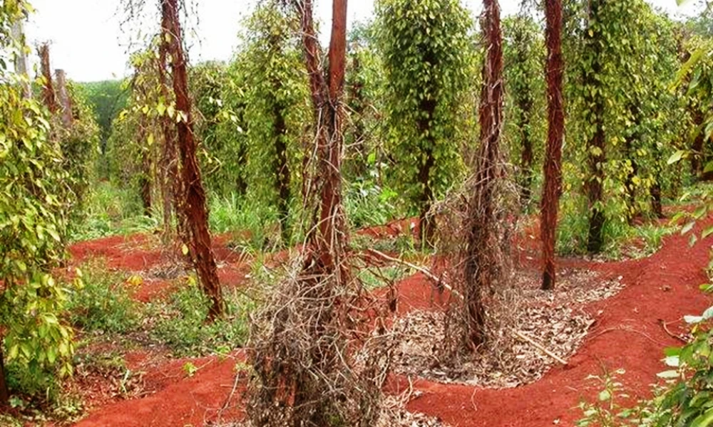 BỆNH CHẾT NHANH TRÊN CÂY HỒ TIÊU: NGUYÊN NHÂN VÀ CÁCH XỬ LÝ HIỆU QUẢ NHẤT