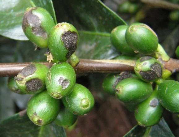 Nấm hồng (Corticium salmonicolor) 