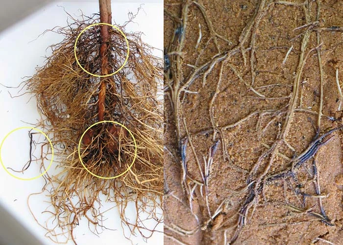 Nấm thối rễ (Fusarium spp., Rhizoctonia solani) 