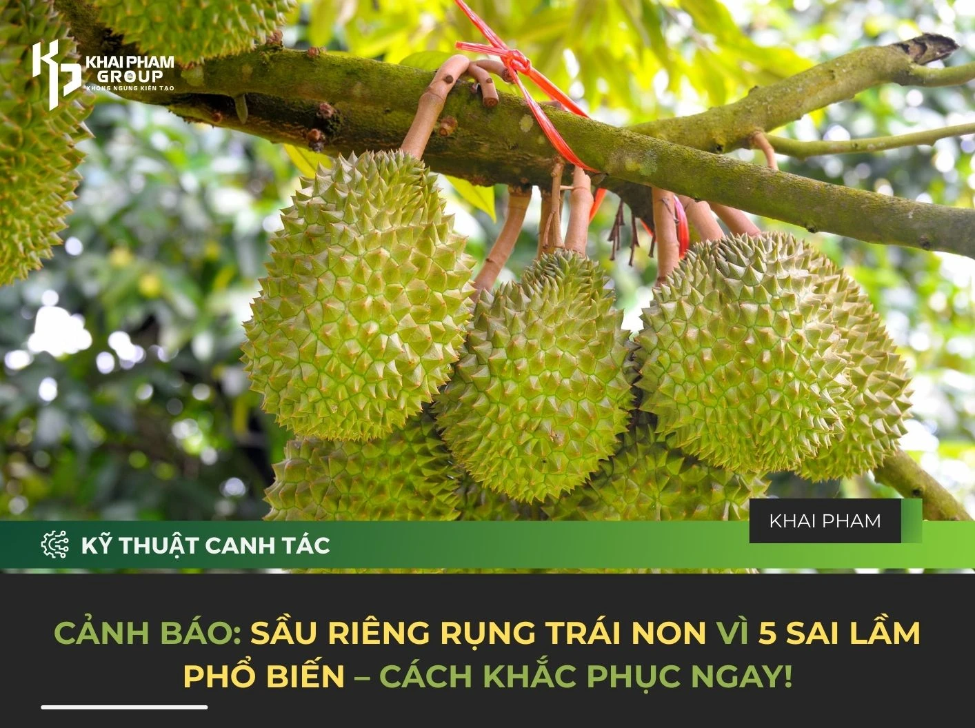 CẢNH BÁO: SẦU RIÊNG RỤNG TRÁI NON VÌ 5 SAI LẦM PHỔ BIẾN – CÁCH KHẮC PHỤC NGAY!