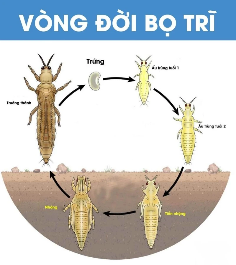 BỌ TRĨ HẠI LÚA