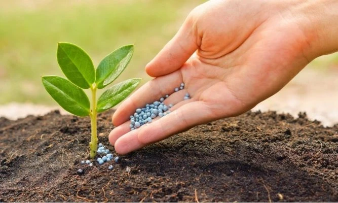 CÁCH KẾT HỢP BÓN PHÂN VÀ PHÒNG BỆNH ĐỂ TĂNG SỨC ĐỀ KHÁNG CHO CÂY