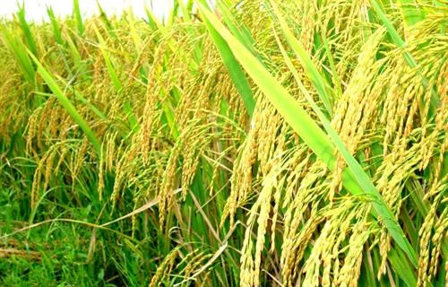 CÁCH CHỌN GIỐNG LÚA CHỐNG CHỊU SÂU BỆNH HIỆU QUẢ NHẤT