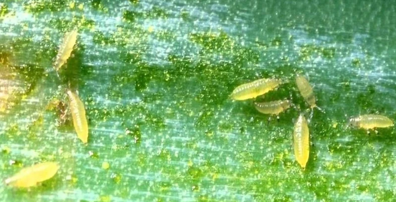 CAO ĐIỂM BÙ LẠCH GÂY HẠI ĐẬU PHỘNG