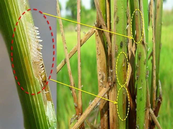 DỊCH RẦY NÂU VÀ SÂU CUỐN LÁ BÙNG PHÁT Ở MIỀN TÂY