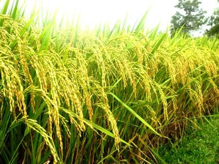 Kỹ Thuật Trồng Lúa Sử Dụng Giống ST25