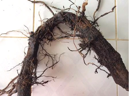 Phòng Trừ Nấm Phytophthora Sau Bão: Cây Hồ Tiêu Cần Lưu Ý Gì?
