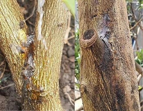 Bệnh nứt thân xì mủ