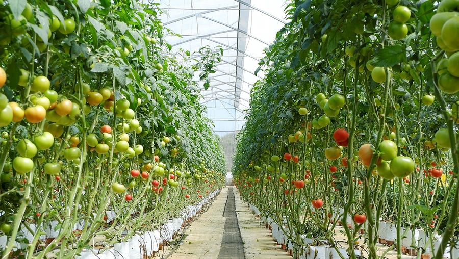 QUY TRÌNH TRỒNG CÀ CHUA TRONG NHÀ KÍNH HIỆU QUẢ NHẤT CHO NÔNG DÂN