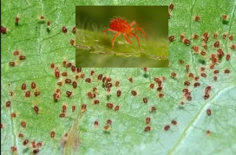 nhện đỏ hại sầu riêng