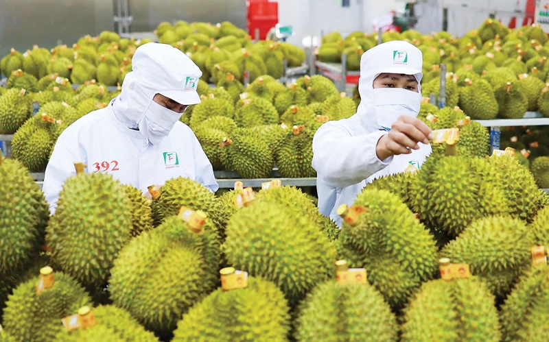 NHỮNG QUY ĐỊNH MỚI VỀ XUẤT KHẨU SẦU RIÊNG SANG TRUNG QUỐC