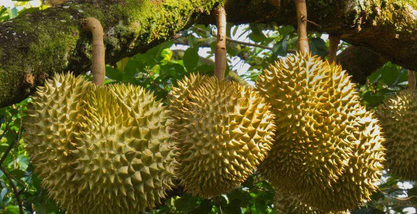 XỬ LÝ NẤM PHYTOPHTHORA