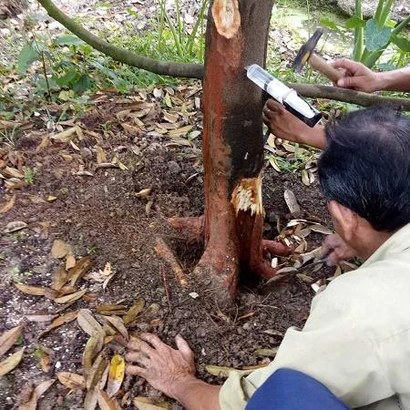 Bệnh Thối Rễ Trên Cây Sầu Riêng
