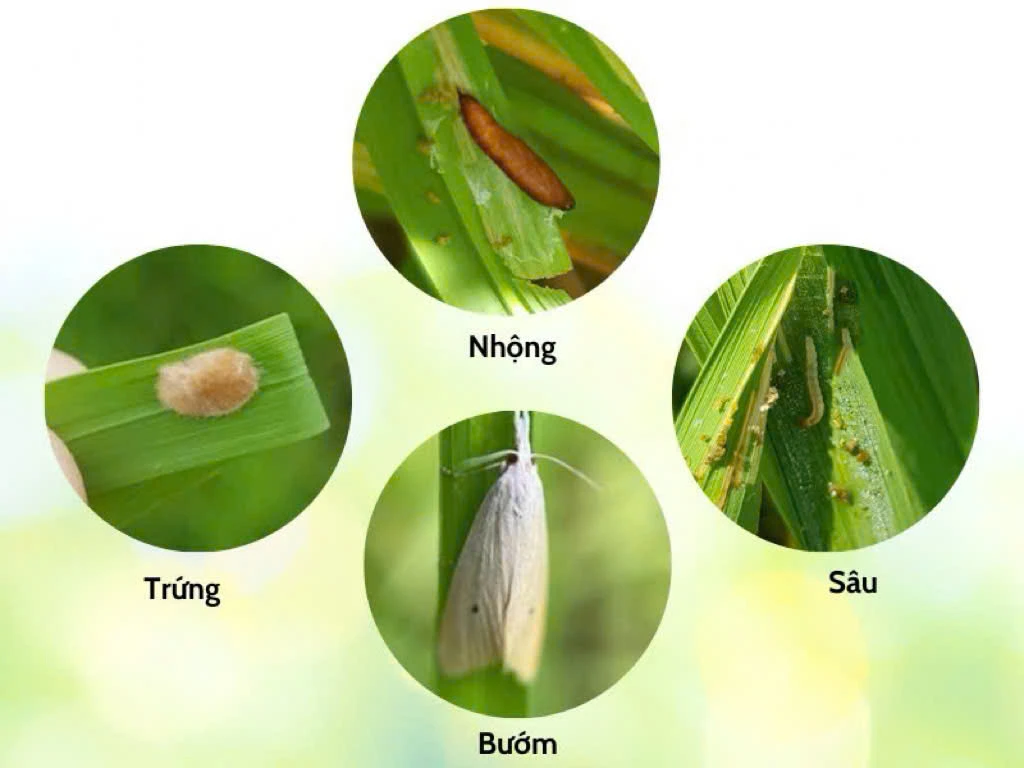 SÂU ĐỤC THÂN HẠI LÚA VỤ MÙA HÈ THU – CÁCH NHẬN BIẾT VÀ PHÒNG TRỪ HIỆU QUẢ