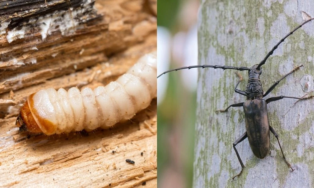 Sâu đục thân trên sầu riêng