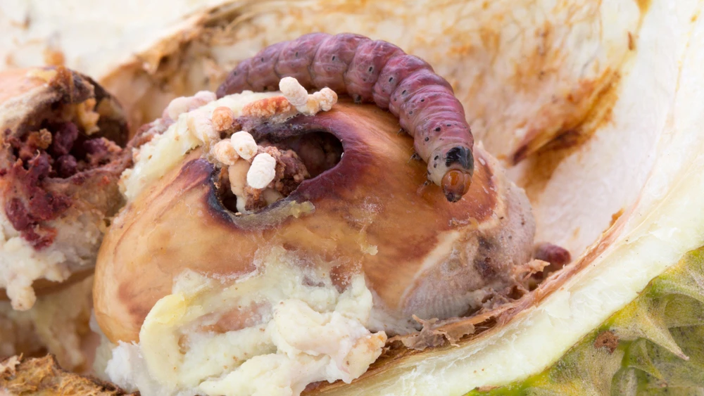 sâu đục quả sầu riêng