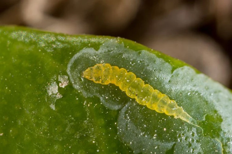 5 yếu tố quan trọng tác động đến sự phát triển cây trồng