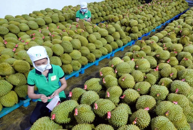 Sầu Riêng Việt Nam Xuất Khẩu Sang Mỹ