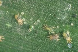 NHỆN GIÉ TRÊN CÂY LÚA – 5 DẤU HIỆU NHẬN BIẾT VÀ BIỆN PHÁP PHÒNG TRỊ