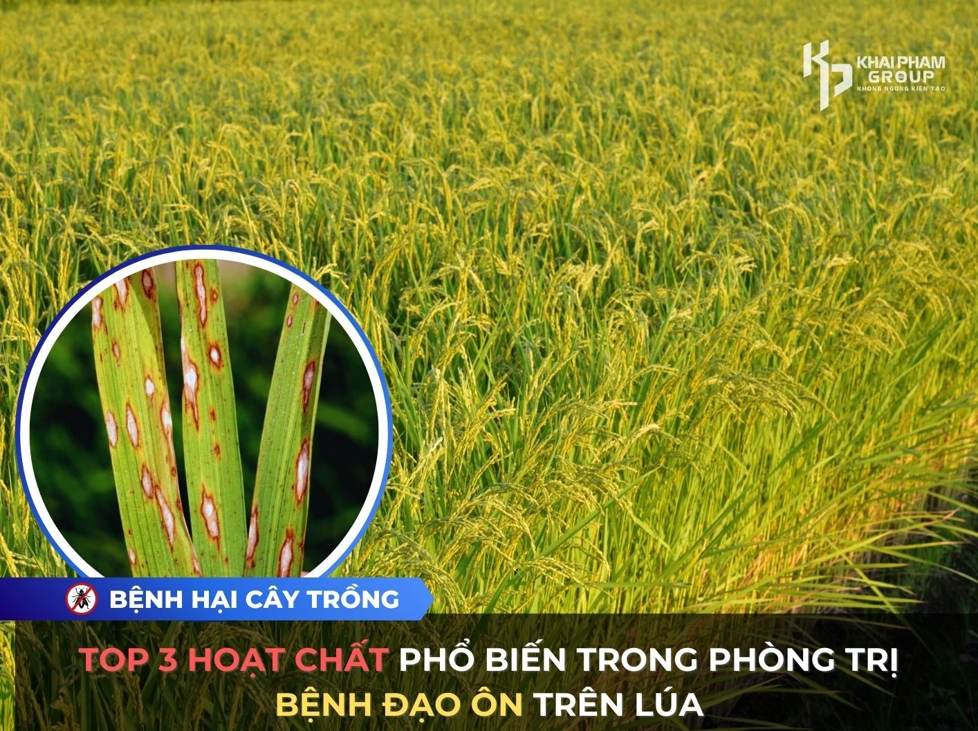 TOP 3 HOẠT CHẤT PHỔ BIẾN TRONG PHÒNG TRỊ BỆNH ĐẠO ÔN TRÊN LÚA