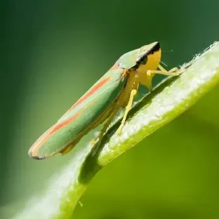 7 BIỆN PHÁP PHÒNG TRỪ RẦY XANH GIÚP BẢO VỆ NĂNG SUẤT LÚA