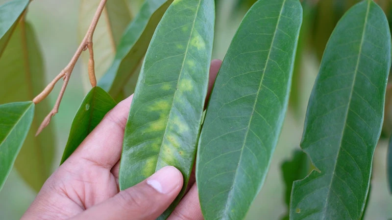 lá sầu riêng bị bệnh